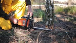 How Our Tree Care Process Works  in  Springfield, GA