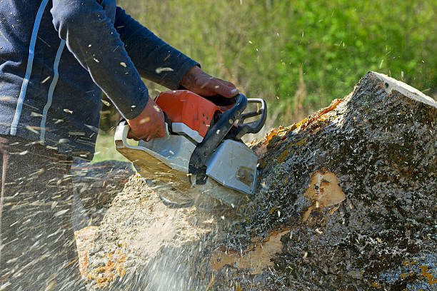 Reliable Springfield, GA Tree Services Solutions